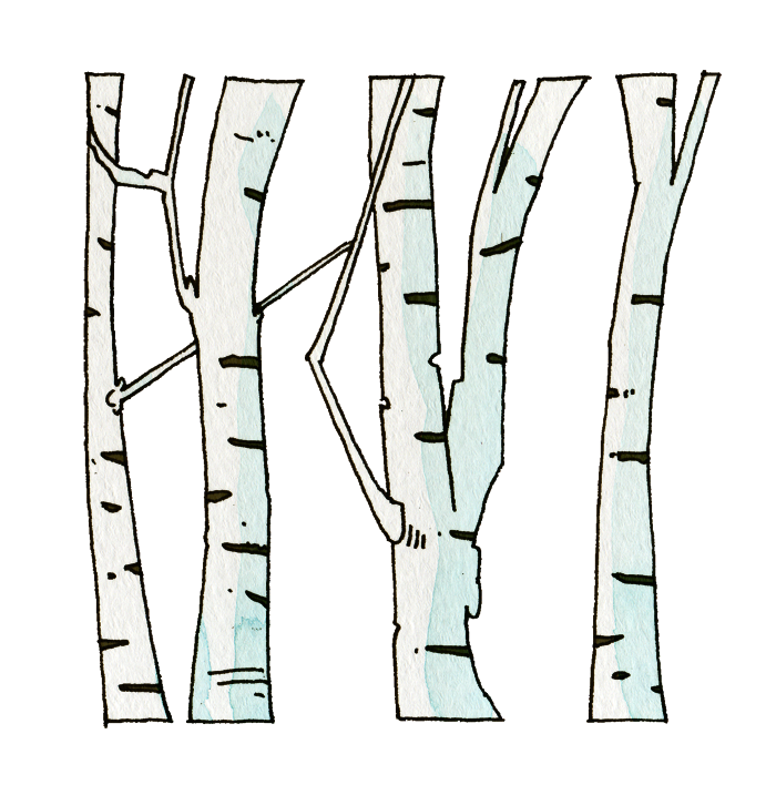 白樺の林のイラスト かわいいフリー素材が無料のイラストレイン