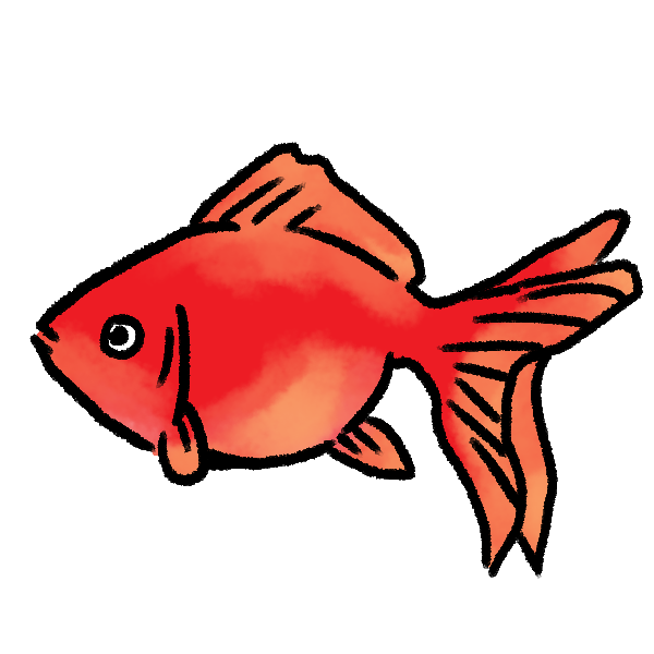 真っ赤な金魚のイラスト かわいいフリー素材が無料のイラストレイン