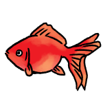 真っ赤な金魚