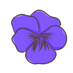 パンジー（紫）