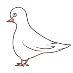白い鳩